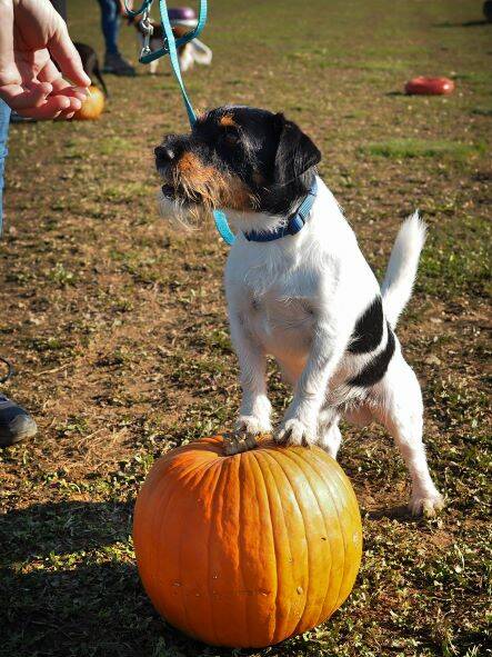 Merry Fit-Mas, gemeinsam fitte Weihnachten, Adventkalender  für Hunde ohne Leckerlis, Welpentraining, Cavaletti-Training, HundFit-Walk, Trainingsraum Natur, Trainingsraum Wald, Fitnesstraining für den Hund, Hundfit, Hundefitnessschule, Hundefitness, Fitne