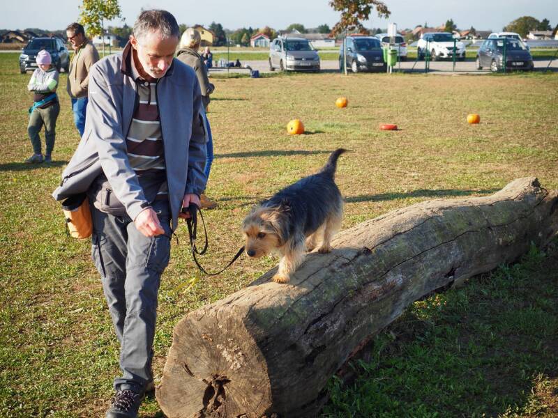 Merry Fit-Mas, gemeinsam fitte Weihnachten, Adventkalender  für Hunde ohne Leckerlis, Welpentraining, Cavaletti-Training, HundFit-Walk, Trainingsraum Natur, Trainingsraum Wald, Fitnesstraining für den Hund, Hundfit, Hundefitnessschule, Hundefitness, Fitne