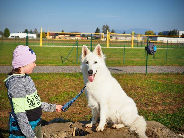 Merry Fit-Mas, gemeinsam fitte Weihnachten, Adventkalender  für Hunde ohne Leckerlis, Welpentraining, Cavaletti-Training, HundFit-Walk, Trainingsraum Natur, Trainingsraum Wald, Fitnesstraining für den Hund, Hundfit, Hundefitnessschule, Hundefitness, Fitne
