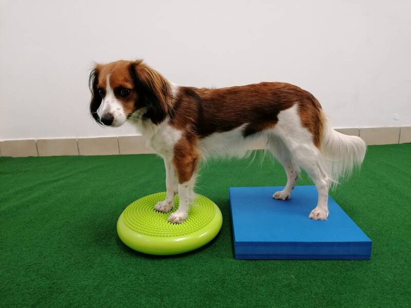 Merry Fit-Mas, gemeinsam fitte Weihnachten, Adventkalender für Hunde ohne Leckerlis, Welpentraining, Cavaletti-Training, HundFit-Walk, Trainingsraum Natur, Trainingsraum Wald, Fitnesstraining für den Hund, Hundfit, Hundefitnessschule, Hundefitness, Fitnes