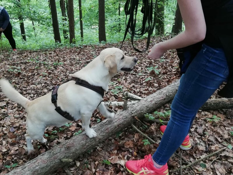 Merry Fit-Mas, gemeinsam fitte Weihnachten, Adventkalender  für Hunde ohne Leckerlis, Welpentraining, Cavaletti-Training, HundFit-Walk, Trainingsraum Natur, Trainingsraum Wald, Fitnesstraining für den Hund, Hundfit, Hundefitnessschule, Hundefitness, Fitne