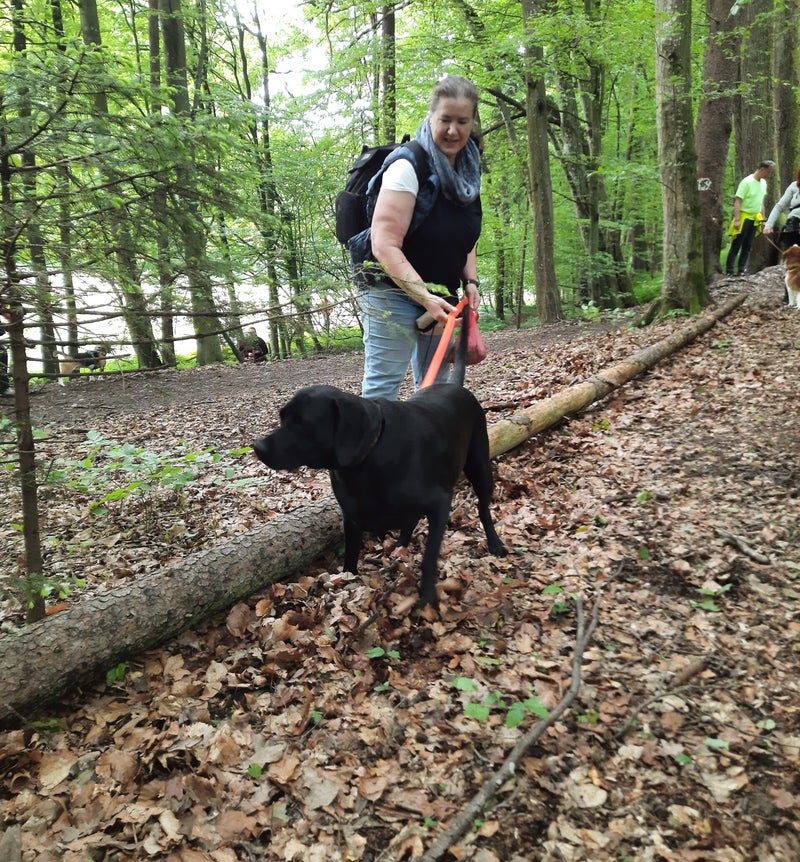 Merry Fit-Mas, gemeinsam fitte Weihnachten, Adventkalender  für Hunde ohne Leckerlis, Welpentraining, Cavaletti-Training, HundFit-Walk, Trainingsraum Natur, Trainingsraum Wald, Fitnesstraining für den Hund, Hundfit, Hundefitnessschule, Hundefitness, Fitne