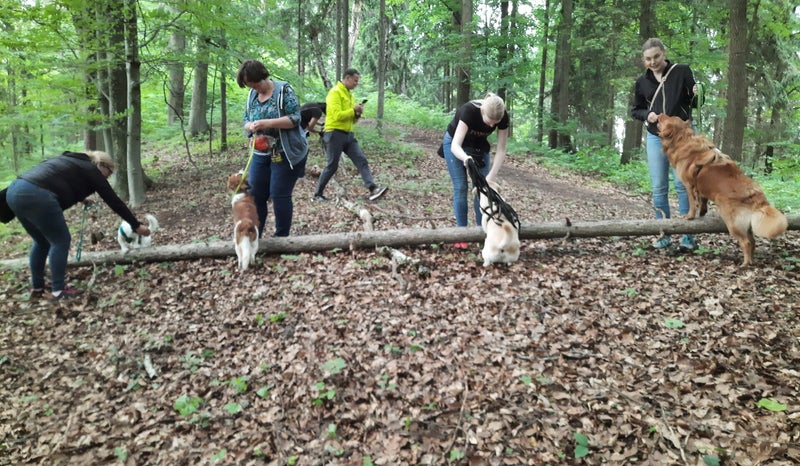 Merry Fit-Mas, gemeinsam fitte Weihnachten, Adventkalender  für Hunde ohne Leckerlis, Welpentraining, Cavaletti-Training, HundFit-Walk, Trainingsraum Natur, Trainingsraum Wald, Fitnesstraining für den Hund, Hundfit, Hundefitnessschule, Hundefitness, Fitne
