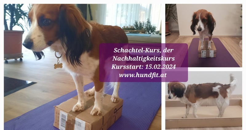 Schachtelkurs, Homeschooling, HundFIT durch den Winter, Hundefitnessschule, Hundfit, Hundefitnesstraining, Hundeturnen, Hundfit, Hundefitnessschule, Lackifitness, Lacki-Fitness, Hundfit durch den Winter, Hundefitnesstraining, Hundefitness, gesunder Hund,