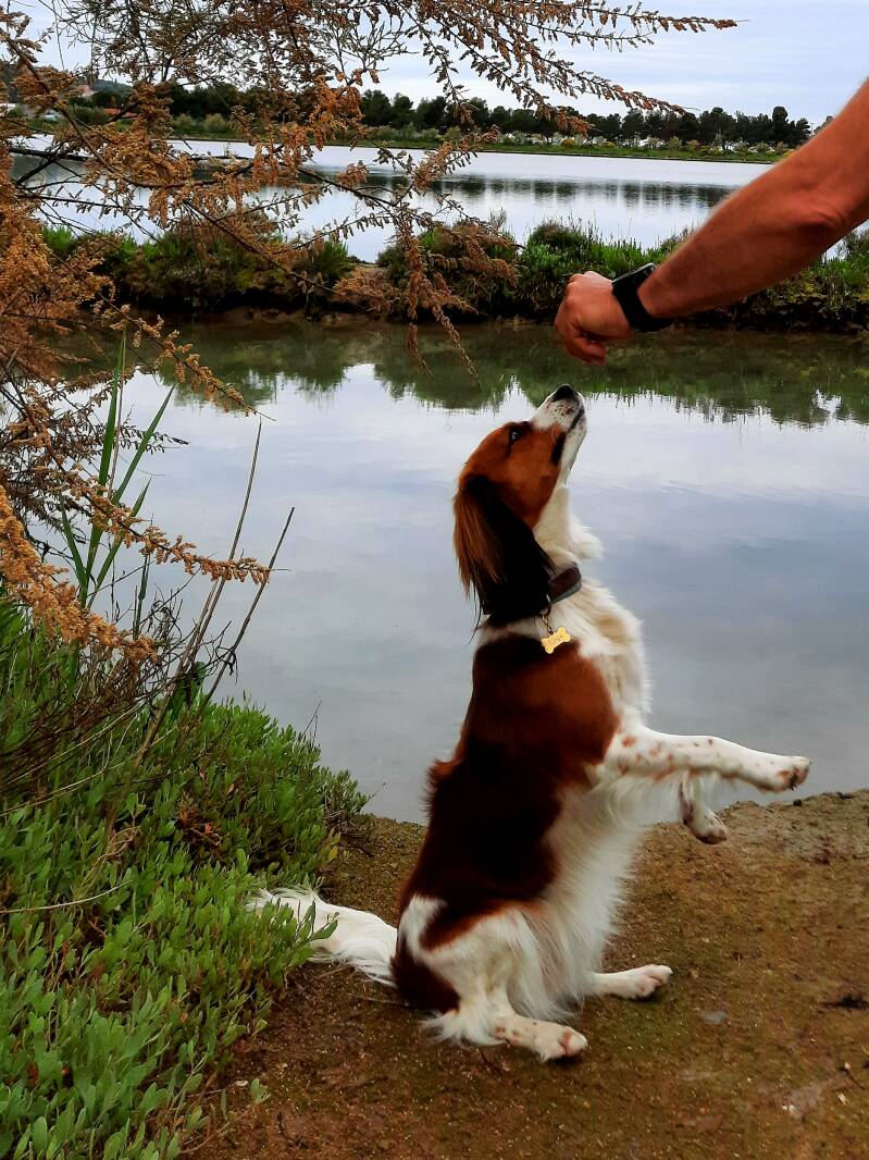 Hotel Loisium Ehrenhausen, Hundfit-Trick-Walk, Lacki-Fitness, Hundehotel, Hundefitnesstraining, Hundfit-Walk, Merry Fit-Mas, gemeinsam fitte Weihnachten, Adventkalender  für Hunde ohne Leckerlis, Welpentraining, Cavaletti-Training,  Trainingsraum Natur, H