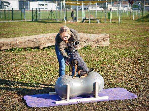 Hundeturnen, Hundfit-Trick-Walk, Lacki-Fitness, Hundehotel, Hundefitnesstraining, Hundfit-Walk, Merry Fit-Mas, gemeinsam fitte Weihnachten, Adventkalender  für Hunde ohne Leckerlis, Welpentraining, Cavaletti-Training,  Trainingsraum Natur, Hundefitnesssch