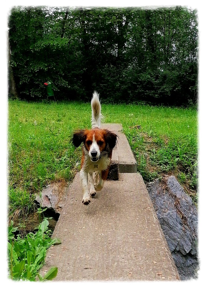 Merry Fit-Mas, gemeinsam fitte Weihnachten, Adventkalender  für Hunde ohne Leckerlis, Welpentraining, Cavaletti-Training, HundFit-Walk, Trainingsraum Natur, Trainingsraum Wald, Fitnesstraining für den Hund, Hundfit, Hundefitnessschule, Hundefitness, Fitne