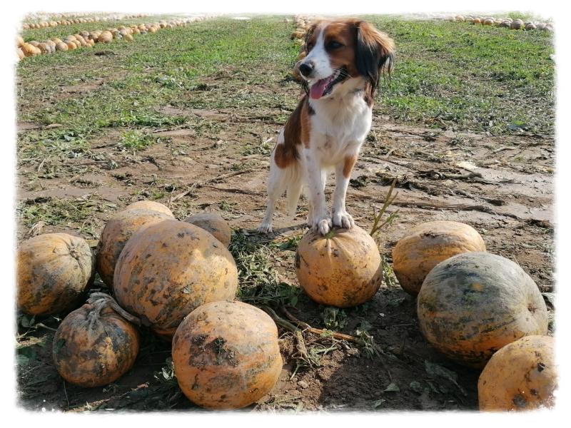 Welthundetag, Merry Fit-Mas, gemeinsam fitte Weihnachten, Adventkalender für Hunde ohne Leckerlis, Welpentraining, Cavaletti-Training, HundFit-Walk, Trainingsraum Natur, Trainingsraum Wald, Fitnesstraining für den Hund, Hundfit, Hundefitnessschule, Hundef