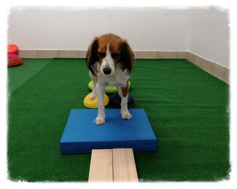 Merry Fit-Mas, gemeinsam fitte Weihnachten, Adventkalender  für Hunde ohne Leckerlis, Welpentraining, Cavaletti-Training, HundFit-Walk, Trainingsraum Natur, Trainingsraum Wald, Fitnesstraining für den Hund, Hundfit, Hundefitnessschule, Hundefitness, Fitne