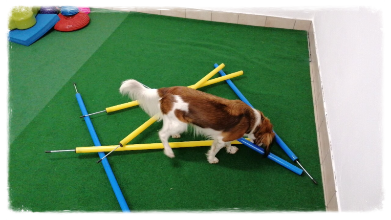 Merry Fit-Mas, gemeinsam fitte Weihnachten, Adventkalender  für Hunde ohne Leckerlis, Welpentraining, Cavaletti-Training, HundFit-Walk, Trainingsraum Natur, Trainingsraum Wald, Fitnesstraining für den Hund, Hundfit, Hundefitnessschule, Hundefitness, Fitne