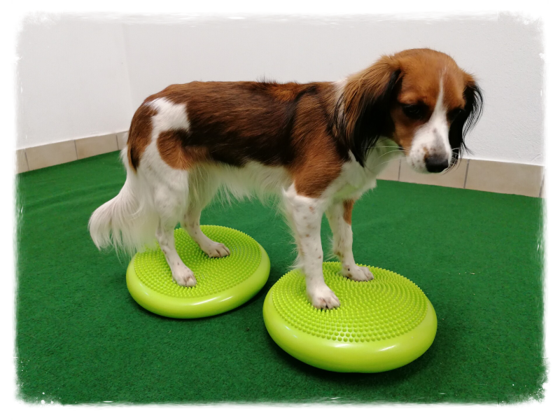 Merry Fit-Mas, gemeinsam fitte Weihnachten, Adventkalender  für Hunde ohne Leckerlis, Welpentraining, Cavaletti-Training, HundFit-Walk, Trainingsraum Natur, Trainingsraum Wald, Fitnesstraining für den Hund, Hundfit, Hundefitnessschule, Hundefitness, Fitne