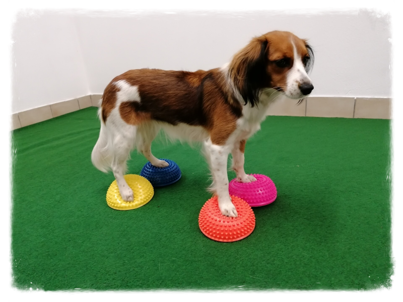 Merry Fit-Mas, gemeinsam fitte Weihnachten, Adventkalender  für Hunde ohne Leckerlis, Welpentraining, Cavaletti-Training, HundFit-Walk, Trainingsraum Natur, Trainingsraum Wald, Fitnesstraining für den Hund, Hundfit, Hundefitnessschule, Hundefitness, Fitne