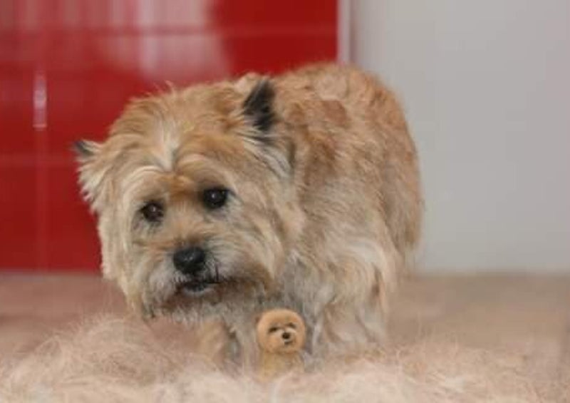 HundFIT, Hundemasseur, Hundefitnessschule, Hundeschule, Hunde-Fitness-Schule, Newcomer, Sozialisierung, Grundgehorsam, Verhaltenskorrekturen, Alltagstauglichkeit, Hundefitness, Gesundheit, langes Leben, Zwillingshunde filzen, Hundefit