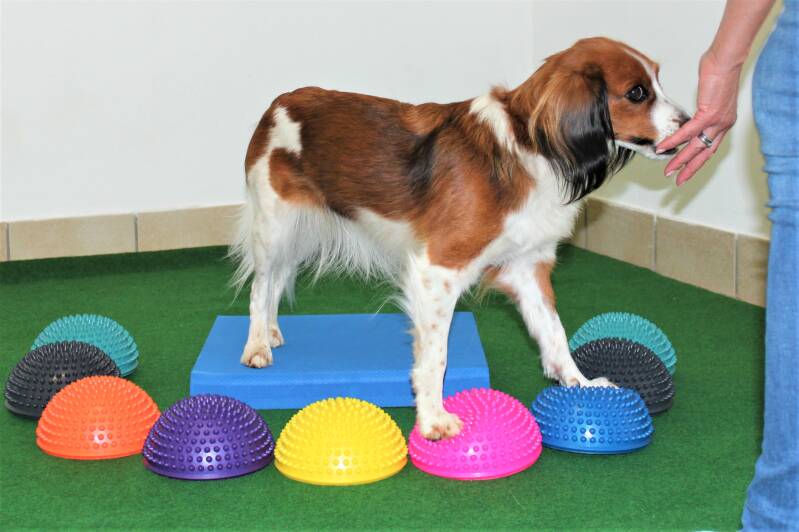 Hotel Loisium Ehrenhausen, Hundfit-Trick-Walk, Lacki-Fitness, Hundehotel, Hundefitnesstraining, Hundfit-Walk, Merry Fit-Mas, gemeinsam fitte Weihnachten, Adventkalender  für Hunde ohne Leckerlis, Welpentraining, Cavaletti-Training,  Trainingsraum Natur, H