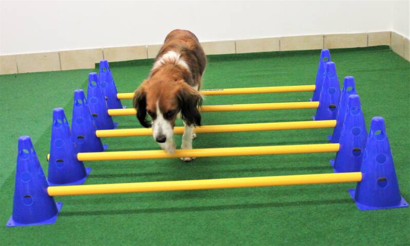 HundFIT-Champion, HundFITosterchampion, Hundfit, Hundefitnessschule, Hotel Gollner, Lackifitness, Fit4Fun, Welpengaudi, Teenefun, Merry Fit-Mas, gemeinsam fitte Weihnachten, Adventkalender für Hunde ohne Leckerlis, Welpentraining, Cavaletti-Training, Hund