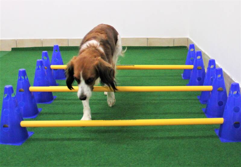 Hotel Loisium Ehrenhausen, Hundfit-Trick-Walk, Lacki-Fitness, Hundehotel, Hundefitnesstraining, Hundfit-Walk, Merry Fit-Mas, gemeinsam fitte Weihnachten, Adventkalender  für Hunde ohne Leckerlis, Welpentraining, Cavaletti-Training,  Trainingsraum Natur, H