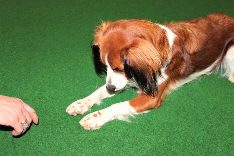 HundFIT-Champion, HundFITosterchampion, Hundfit, Hundefitnessschule, Hotel Gollner, Lackifitness, Fit4Fun, Welpengaudi, Teenefun, Merry Fit-Mas, gemeinsam fitte Weihnachten, Adventkalender für Hunde ohne Leckerlis, Welpentraining, Cavaletti-Training, Hund