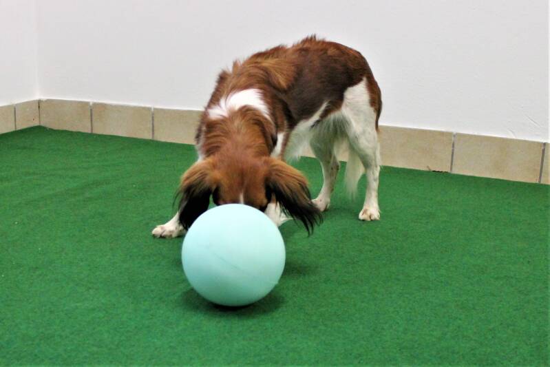 HundFIT-Champion, HundFITosterchampion, Hundfit, Hundefitnessschule, Hotel Gollner, Lackifitness, Fit4Fun, Welpengaudi, Teenefun, Merry Fit-Mas, gemeinsam fitte Weihnachten, Adventkalender für Hunde ohne Leckerlis, Welpentraining, Cavaletti-Training, Hund