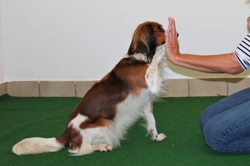 HundFIT-Champion, HundFITosterchampion, Hundfit, Hundefitnessschule, Hotel Gollner, Lackifitness, Fit4Fun, Welpengaudi, Teenefun, Merry Fit-Mas, gemeinsam fitte Weihnachten, Adventkalender für Hunde ohne Leckerlis, Welpentraining, Cavaletti-Training, Hund