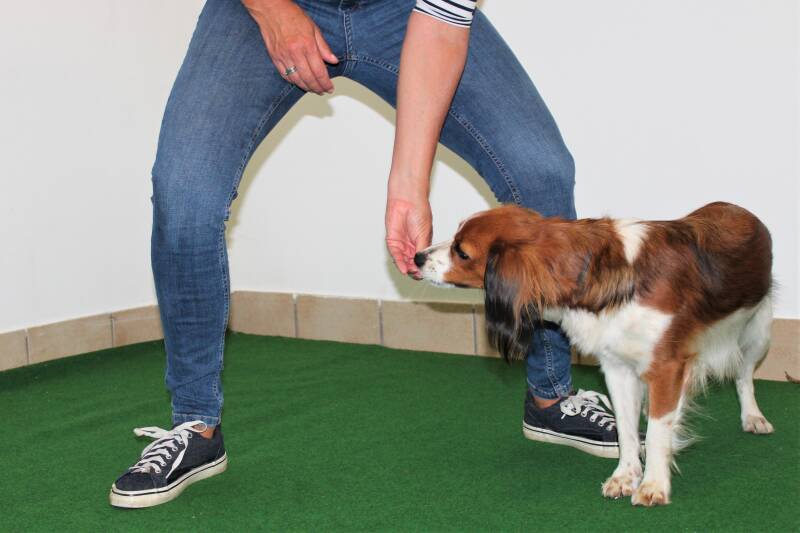 HundFIT-Champion, HundFITosterchampion, Hundfit, Hundefitnessschule, Hotel Gollner, Lackifitness, Fit4Fun, Welpengaudi, Teenefun, Merry Fit-Mas, gemeinsam fitte Weihnachten, Adventkalender für Hunde ohne Leckerlis, Welpentraining, Cavaletti-Training, Hund