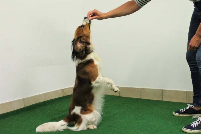 HundFIT-Champion, HundFITosterchampion, Hundfit, Hundefitnessschule, Hotel Gollner, Lackifitness, Fit4Fun, Welpengaudi, Teenefun, Merry Fit-Mas, gemeinsam fitte Weihnachten, Adventkalender für Hunde ohne Leckerlis, Welpentraining, Cavaletti-Training, Hund