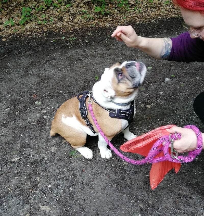 Merry Fit-Mas, gemeinsam fitte Weihnachten, Adventkalender  für Hunde ohne Leckerlis, Welpentraining, Cavaletti-Training, HundFit-Walk, Trainingsraum Natur, Trainingsraum Wald, Fitnesstraining für den Hund, Hundfit, Hundefitnessschule, Hundefitness, Fitne