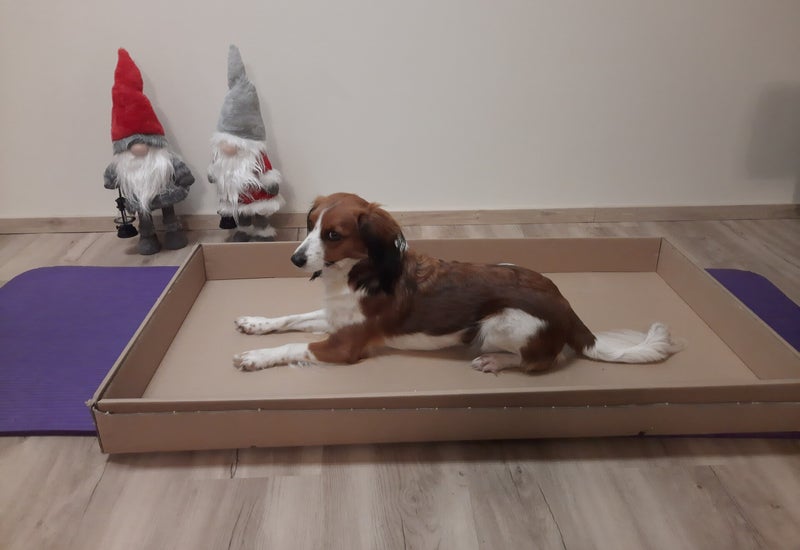 Schachtelkurs, Homeschooling, Hundeturnen, Hundfit-Trick-Walk, Lacki-Fitness, Hundehotel, Hundefitnesstraining, Hundfit-Walk, Merry Fit-Mas, gemeinsam fitte Weihnachten, Adventkalender  für Hunde ohne Leckerlis, Welpentraining, Cavaletti-Training,  Traini