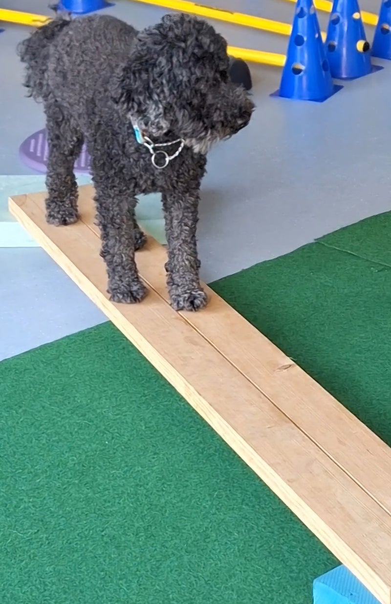 Bodenloser Nervenkitzel, Balancetrainig, Koordinationstraining, Fitnesstraining für Hunde, Lackifitness, Mensch-Hund-turnen, VHS-Kurs, Hundeturnen, Hundebewegungstraining, Hundehotel, Hundefitnesstraining, Hundfit-Walk, Merry Fit-Mas, gemeinsam fitte Weih