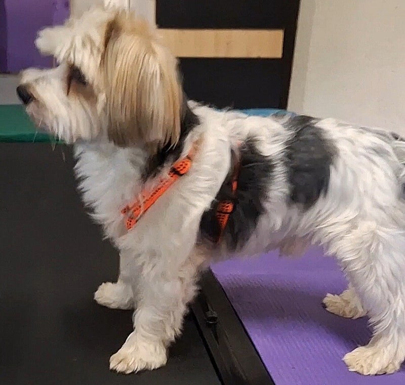 Laufbandtraining für Hunde, Laufband für Hunde, Hundelaufband,Hundfit, Hundefitnessschule, Hundefitness, zertifizierte Hundefitnesschule, gesunder Hund, fitter Hund