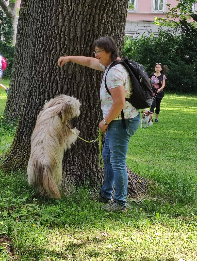 Fit und stark im Stadtpark, Hotel Gollner, Hundfitwalk Adventure, Hundfit durch den Herbst, Homeschooling, Hundfit durch den Sommer, Hundeturnen, Hundfit-Trick-Walk, Lacki-Fitness, Hundehotel, Hundefitnesstraining, Hundfit-Walk, Merry Fit-Mas, gemeinsam f