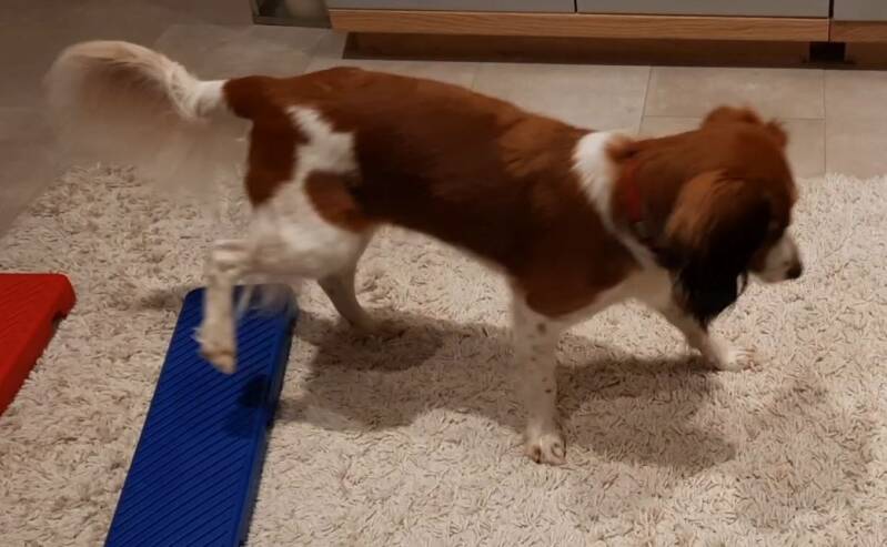 Rückwärtsgehen, Schachtelkurs, Homeschooling, HundFIT durch den Winter, Hundefitnessschule, Hundfit, Hundefitnesstraining, Hundeturnen, Hundfit, Hundefitnessschule, Lackifitness, Lacki-Fitness, Hundfit durch den Winter, Hundefitnesstraining, Hundefitness,