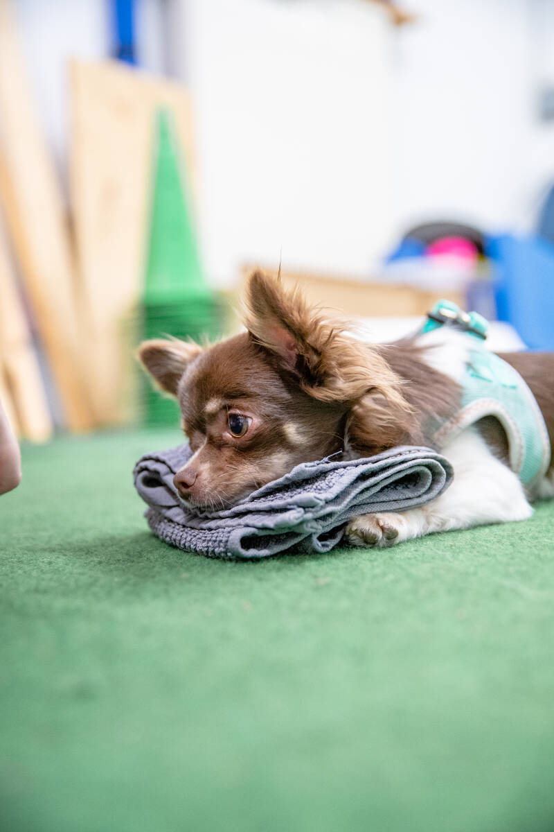 HundFIT, Hundeschule, Welpentraining, Welpen-Fitness-Gaudi, Hundefitnesstraining, Hundfit-Walk, Merry Fit-Mas, gemeinsam fitte Weihnachten, Adventkalender  für Hunde ohne Leckerlis, Welpentraining, Cavaletti-Training, HundFit-Walk, Trainingsraum Natur, Tr