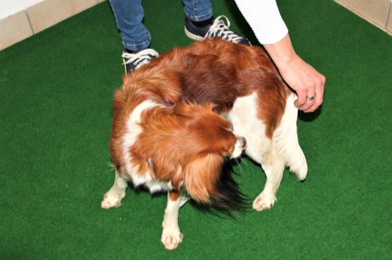 Hundeturnen, Hundfit-Trick-Walk, Lacki-Fitness, Hundehotel, Hundefitnesstraining, Hundfit-Walk, Merry Fit-Mas, gemeinsam fitte Weihnachten, Adventkalender  für Hunde ohne Leckerlis, Welpentraining, Cavaletti-Training,  Trainingsraum Natur, Hundefitnesssch