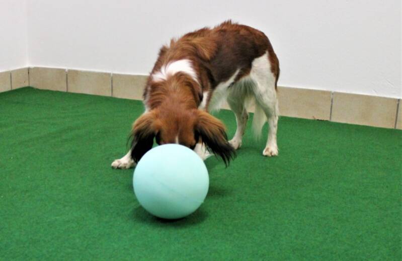 Hundeturnen, Hundfit-Trick-Walk, Lacki-Fitness, Hundehotel, Hundefitnesstraining, Hundfit-Walk, Merry Fit-Mas, gemeinsam fitte Weihnachten, Adventkalender  für Hunde ohne Leckerlis, Welpentraining, Cavaletti-Training,  Trainingsraum Natur, Hundefitnesssch