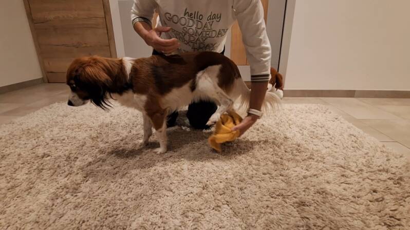 Hinterpfote heben, Auf die Pfoten fertig los, Homeschooling, Hundfit durch den Sommer, Hundeturnen, Hundfit-Trick-Walk, Lacki-Fitness, Hundehotel, Hundefitnesstraining, Hundfit-Walk, Merry Fit-Mas, gemeinsam fitte Weihnachten, Adventkalender  für Hunde oh