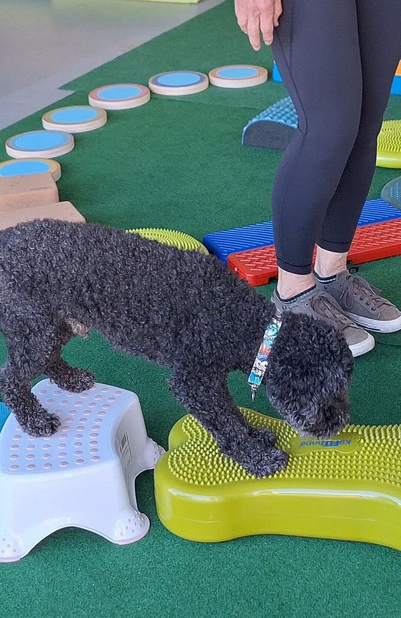 Bodenloser Nervenkitzel, Balancetrainig, Koordinationstraining, Fitnesstraining für Hunde, Lackifitness, Mensch-Hund-turnen, VHS-Kurs, Hundeturnen, Hundebewegungstraining, Hundehotel, Hundefitnesstraining, Hundfit-Walk, Merry Fit-Mas, gemeinsam fitte Weih