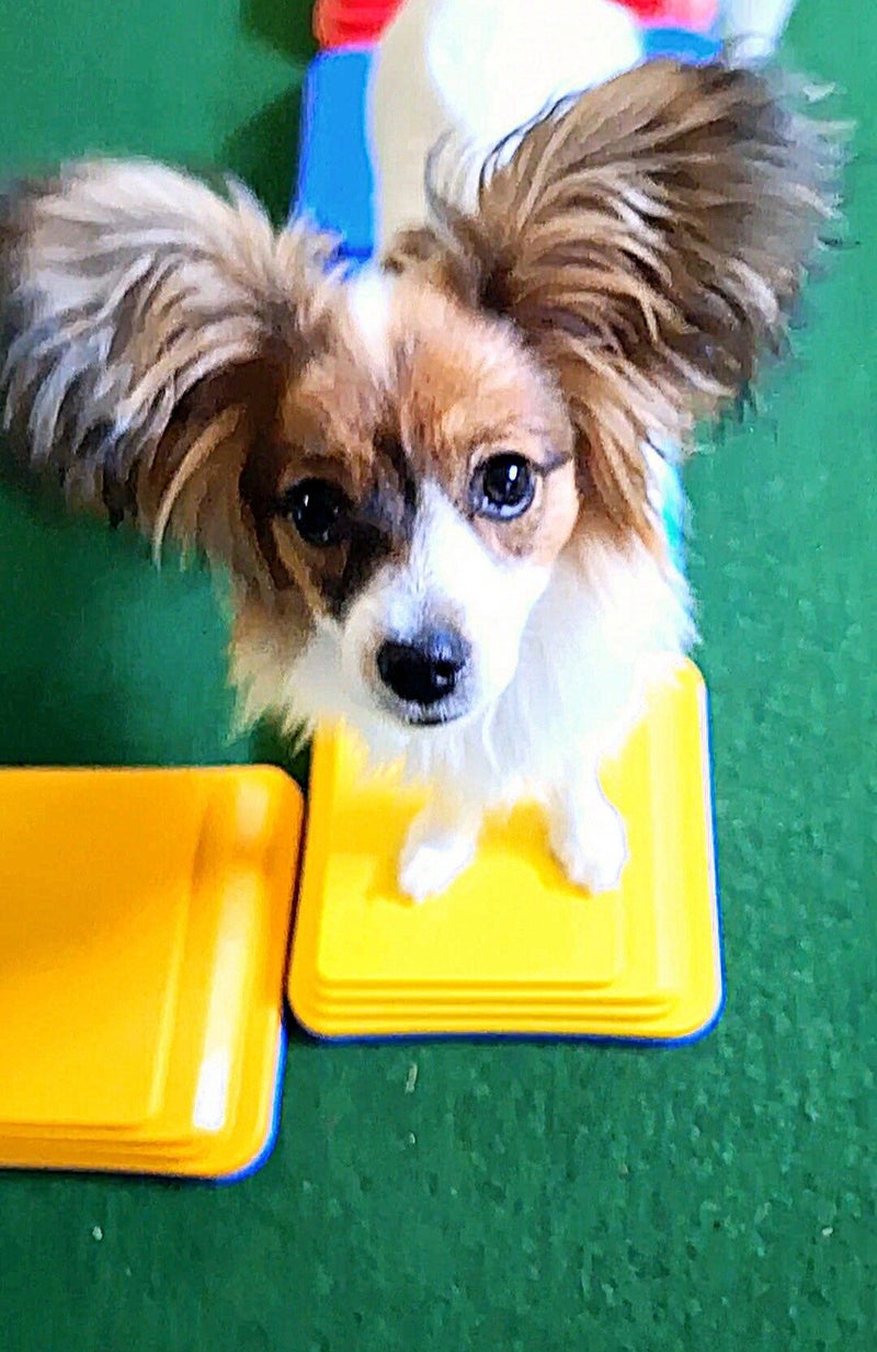 Bodenloser Nervenkitzel, Balancetrainig, Koordinationstraining, Fitnesstraining für Hunde, Lackifitness, Mensch-Hund-turnen, VHS-Kurs, Hundeturnen, Hundebewegungstraining, Hundehotel, Hundefitnesstraining, Hundfit-Walk, Merry Fit-Mas, gemeinsam fitte Weih