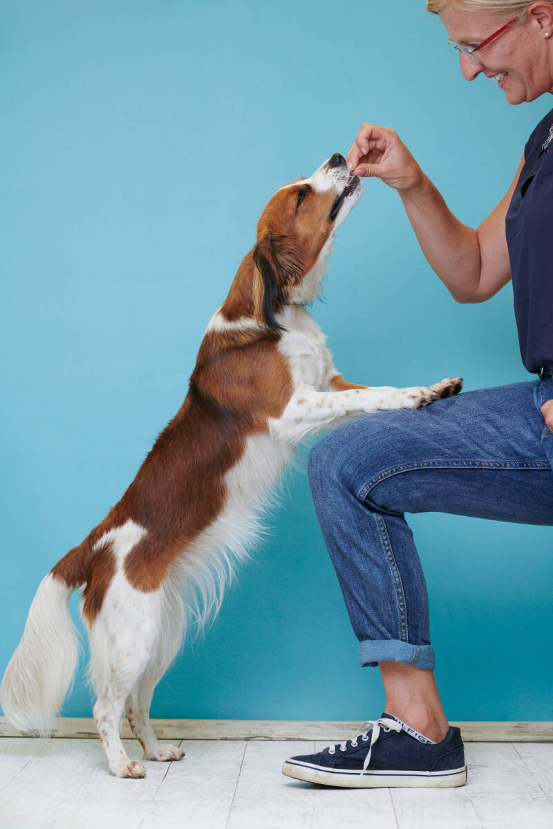 Merry Fit-Mas, gemeinsam fitte Weihnachten, Adventkalender  für Hunde ohne Leckerlis, Welpentraining, Cavaletti-Training, HundFit-Walk, Trainingsraum Natur, Trainingsraum Wald, Fitnesstraining für den Hund, Hundfit, Hundefitnessschule, Hundefitness, Fitne