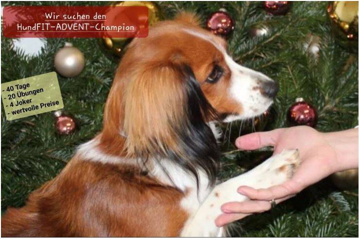 Hundfitadventchallenge, Hundfitchampion, Hundefitnesstraining, Hundfit-Walk, Merry Fit-Mas, gemeinsam fitte Weihnachten, Adventkalender  für Hunde ohne Leckerlis, Welpentraining, Cavaletti-Training, HundFit-Walk, Trainingsraum Natur, Trainingsraum Wald, F
