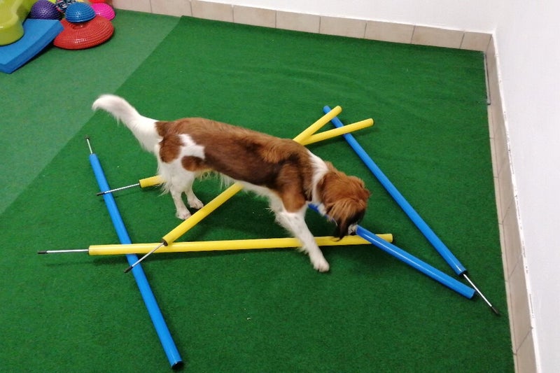 Merry Fit-Mas, gemeinsam fitte Weihnachten, Adventkalender für Hunde ohne Leckerlis, Welpentraining, Cavaletti-Training, HundFit-Walk, Trainingsraum Natur, Trainingsraum Wald, Fitnesstraining für den Hund, Hundfit, Hundefitnessschule, Hundefitness, Fitnes