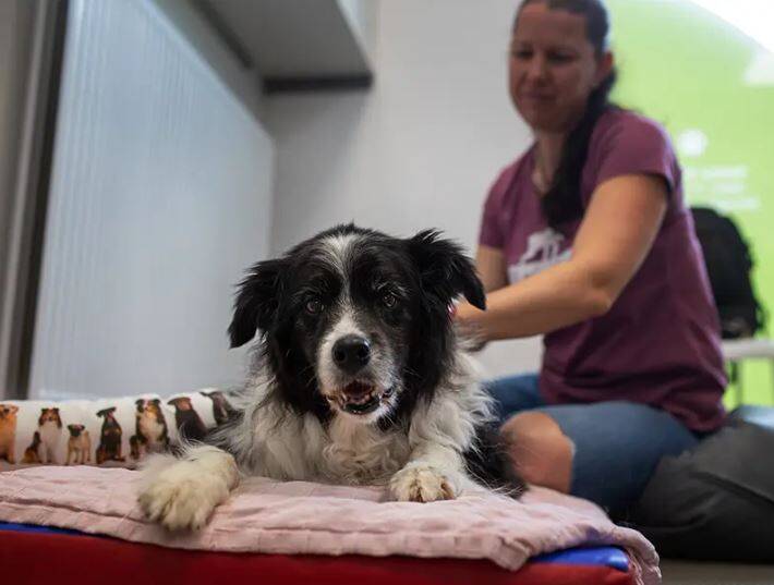 Hundemasseur, Hundefitnessschule, Hundeschule, Hunde-Fitness-Schule, Newcomer, Sozialisierung, Grundgehorsam, Verhaltenskorrekturen, Alltagstauglichkeit, Hundefitness, Gesundheit, langes Leben, HundFIT