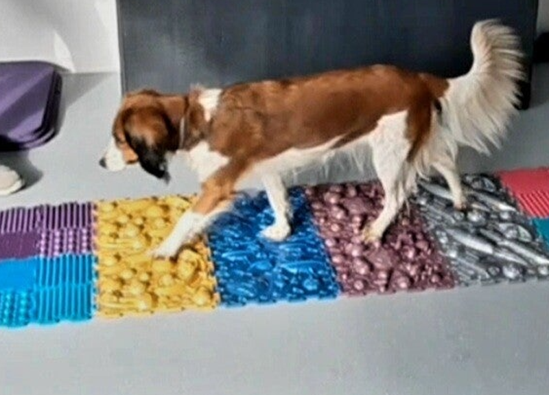 Mensch-Hund-Turnen, Lacki-Fitness, Hundfit, Hundefitnessschule, Hundefitness, zertifizierte Hundefitnesschule, gesunder Hund, fitter hund