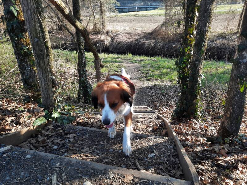 Hotel Loisium Ehrenhausen, Hundfit-Trick-Walk, Lacki-Fitness, Hundehotel, Hundefitnesstraining, Hundfit-Walk, Merry Fit-Mas, gemeinsam fitte Weihnachten, Adventkalender  für Hunde ohne Leckerlis, Welpentraining, Cavaletti-Training,  Trainingsraum Natur, H