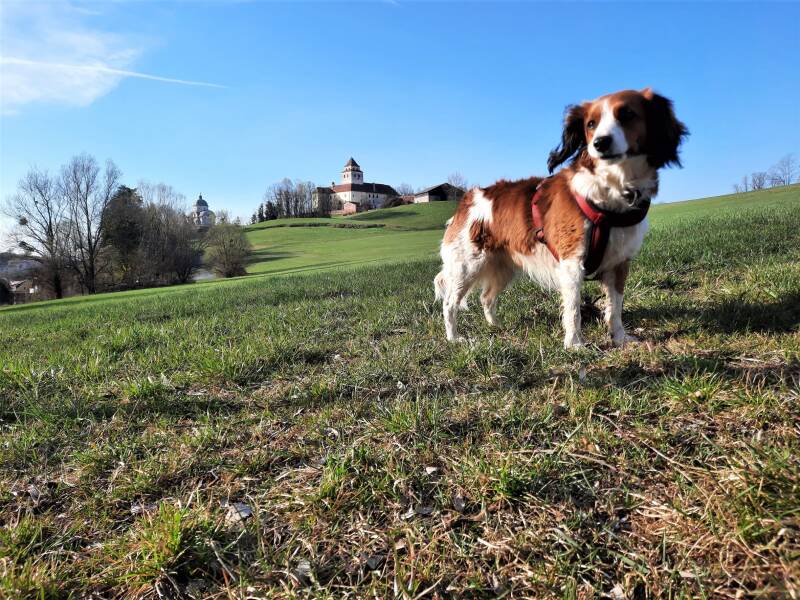 Hotel Loisium Ehrenhausen, Hundfit-Trick-Walk, Lacki-Fitness, Hundehotel, Hundefitnesstraining, Hundfit-Walk, Merry Fit-Mas, gemeinsam fitte Weihnachten, Adventkalender  für Hunde ohne Leckerlis, Welpentraining, Cavaletti-Training,  Trainingsraum Natur, H