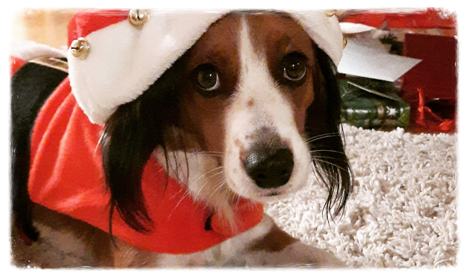 Advent calendar for healthy puppies, young and grown-up dogs 1.0 – Calendar for starting with dog fitness training (digital version)