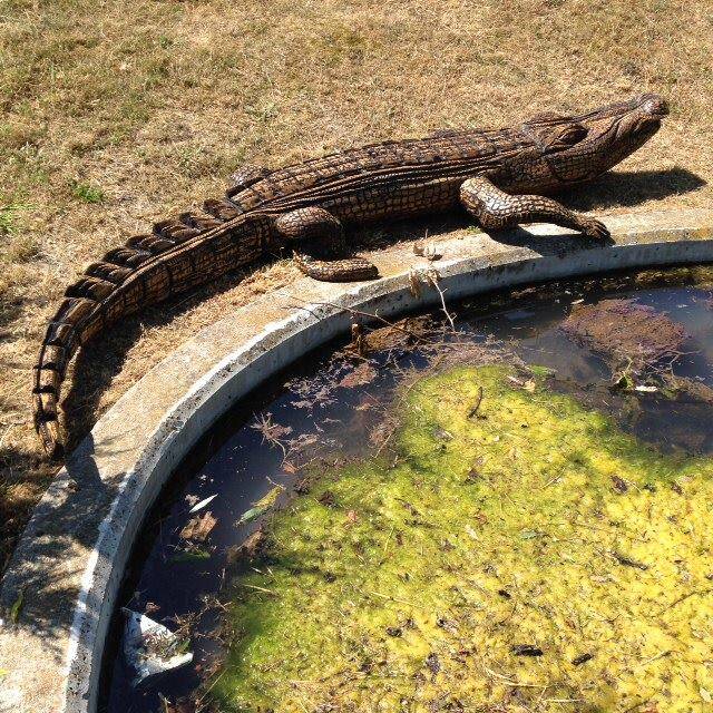 cocodrilo.jpg