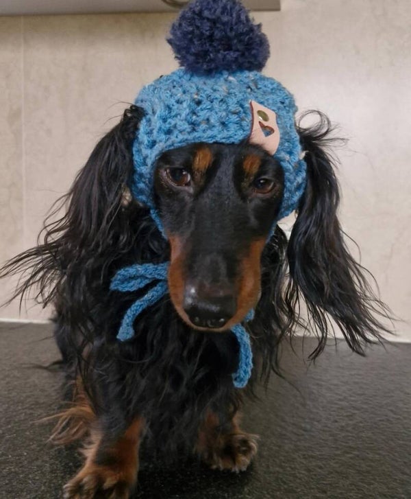 De luxe honden pompon, mt M va
