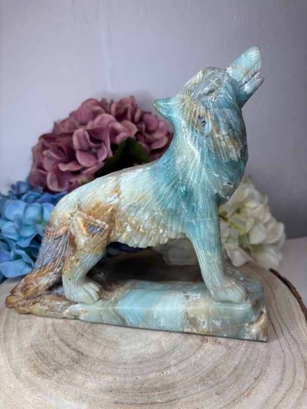 Caribbean calciet wolf