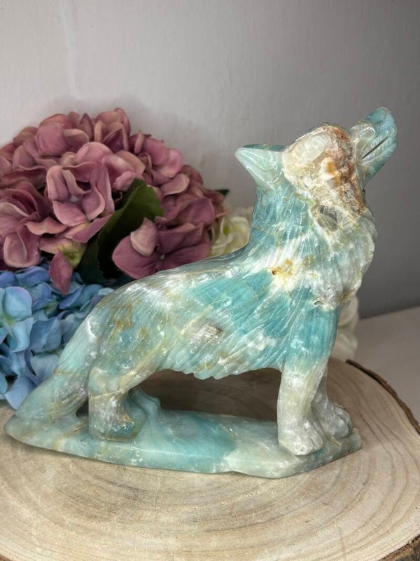 Caribbean calciet wolf