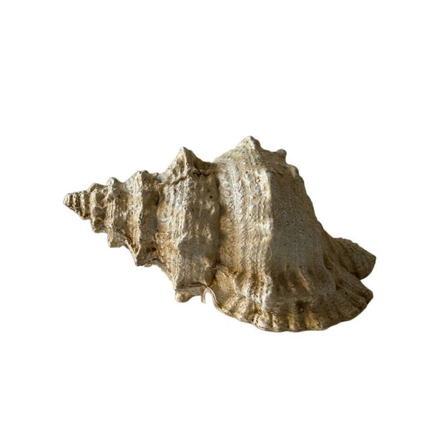 Schelp decoratief